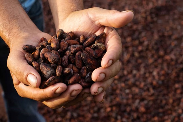  Ghana’s cocoa sector faces challenges amid declining production, rising costs