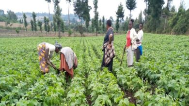 Ghana Secures $125.9m from World Bank to Strengthen Agriculture and Food Resilience