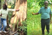 Green Roots, Growing Gains: Ghana’s Forest Entrepreneurs Lead a New Economic Revival
