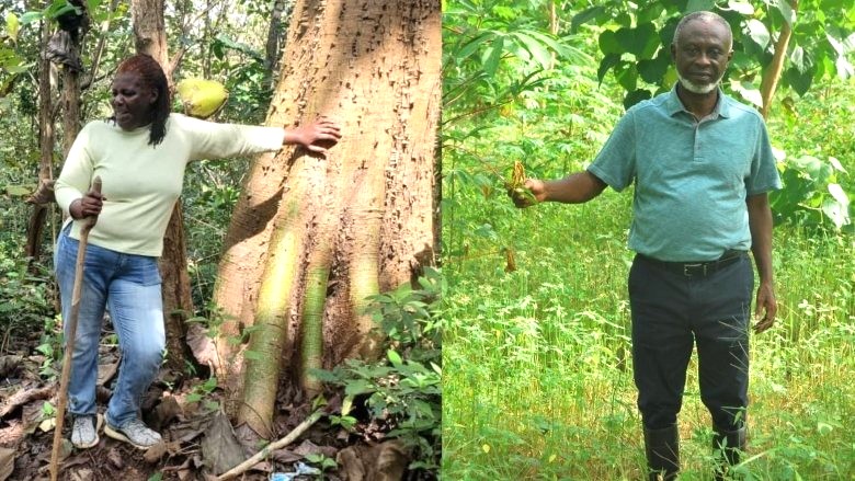 Green Roots, Growing Gains: Ghana’s Forest Entrepreneurs Lead a New Economic Revival