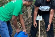 Greening Ghana Together: Why Tree Planting Must Become a National Habit