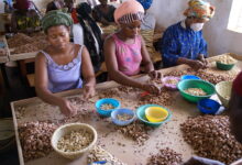 How a $6M Climate-Agriculture Project has Transformed Burkina Faso’s Cashew Sector