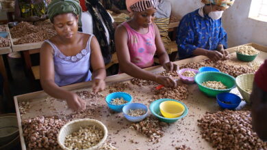 How a $6M Climate-Agriculture Project has Transformed Burkina Faso’s Cashew Sector