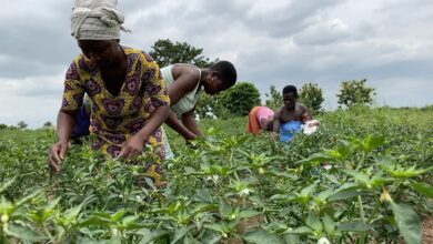 Agribusiness Chamber Urges Price Reductions to Tackle Soaring Food Costs