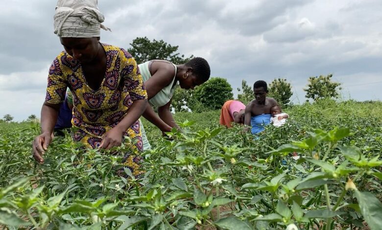 Agribusiness Chamber Urges Price Reductions to Tackle Soaring Food Costs