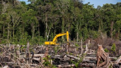 Deforestation Costs the World $379bn Annually – Ghana feeling the pinch