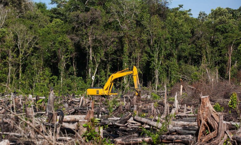 Deforestation Costs the World $379bn Annually – Ghana feeling the pinch