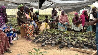 Ghana’s Shea Parkland Restoration Puts Women at the Heart of Climate Action