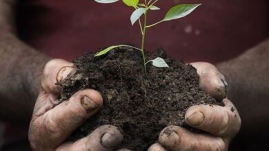 The Hidden Wealth Beneath Our Feet: Unlocking Growth Through Regenerative Farming