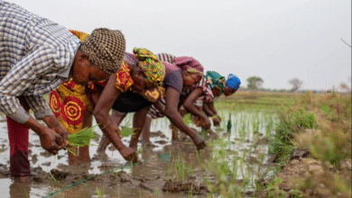 IFS Calls for Rice Development Board to Revive Ghana’s Struggling Rice Industry