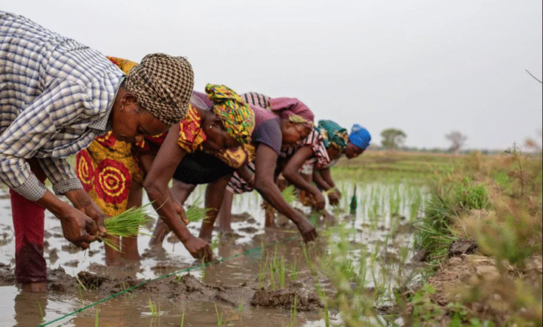 IFS Calls for Rice Development Board to Revive Ghana’s Struggling Rice Industry