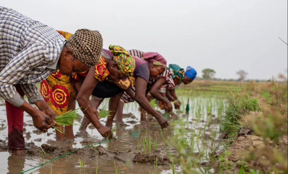 IFS Calls for Rice Development Board to Revive Ghana’s Struggling Rice Industry