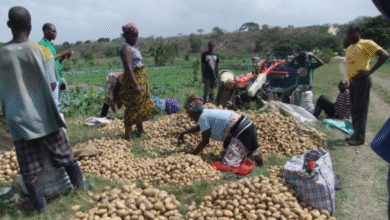 Gates Foundation Commits $1.4bn to Support Climate Adaptation in African and South Asian Farming Communities