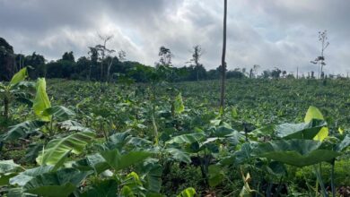 Communities Lead Ghana’s New Push to Restore Forests Through Sustainable Cocoa Farming