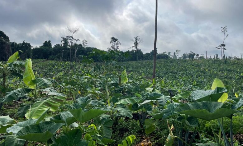 Communities Lead Ghana’s New Push to Restore Forests Through Sustainable Cocoa Farming