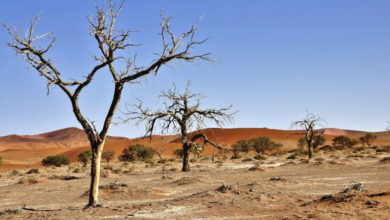 Forum on combating desertification calls for deeper China-Africa cooperation