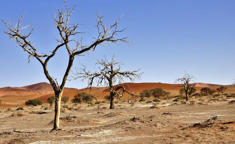 Forum on combating desertification calls for deeper China-Africa cooperation