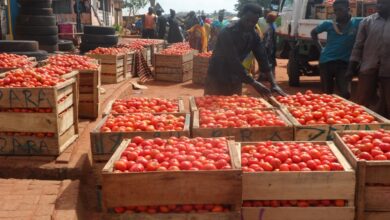 Produce Tomatoes in 90 Days or Agric Ministry Faces Overhaul- FABAG