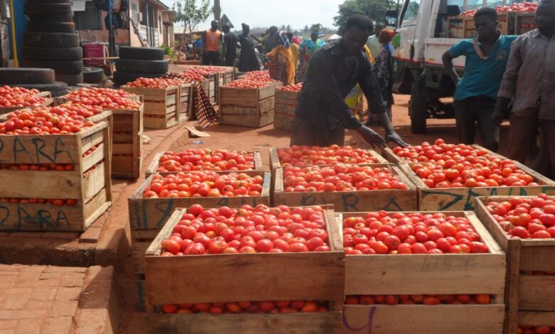 Produce Tomatoes in 90 Days or Agric Ministry Faces Overhaul- FABAG