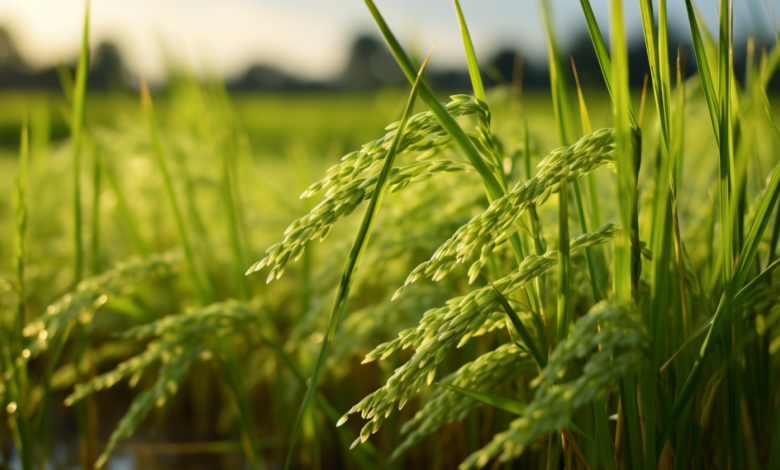 UNDP, Gov't Move to Advance Climate-Smart Rice Farming in Ghana