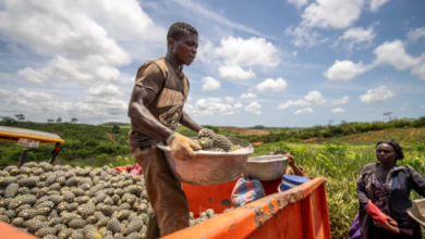 From Farm to Factory: How More Predictable Trade is Connecting Ghanaian Businesses to Global Markets