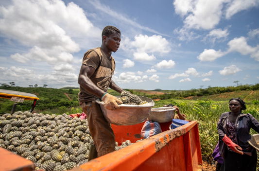 From Farm to Factory: How More Predictable Trade is Connecting Ghanaian Businesses to Global Markets